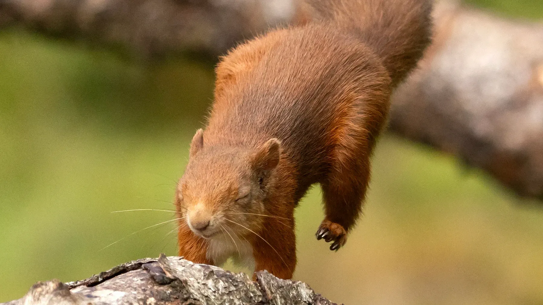 A trip to Penny Hedge, Blairgowrie