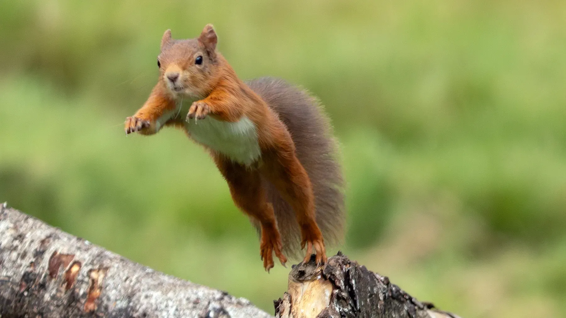 A trip to Penny Hedge, Blairgowrie