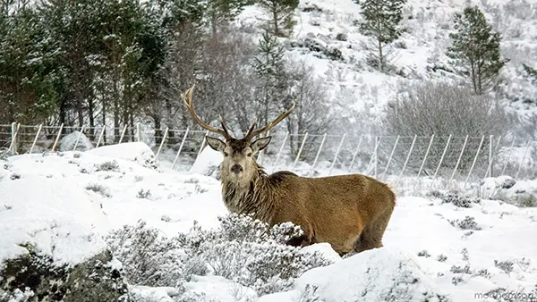 Stag in the snow