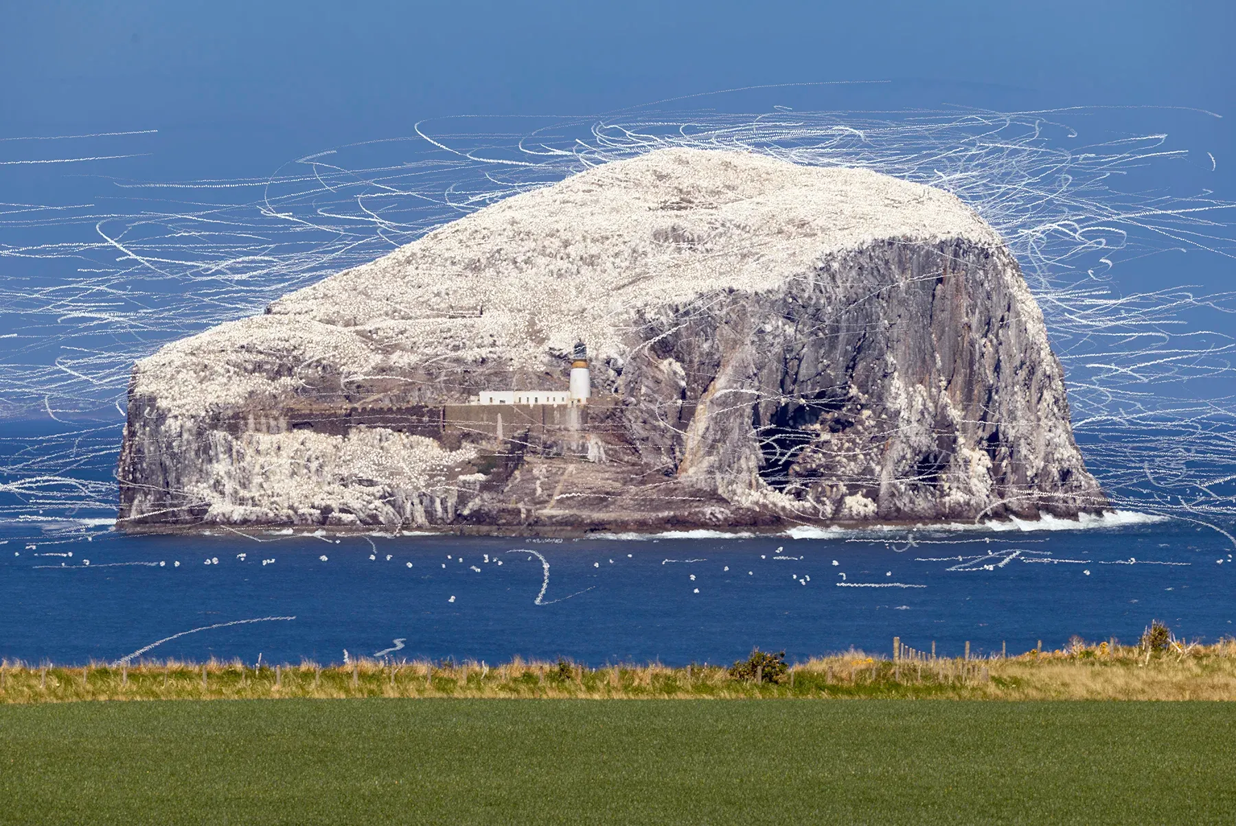 Bass Rock bird trails - revisited