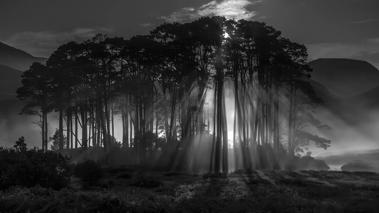Scots pine trees in the mist