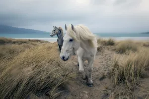 Highland ponies in the rain